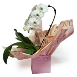 Love Orchid