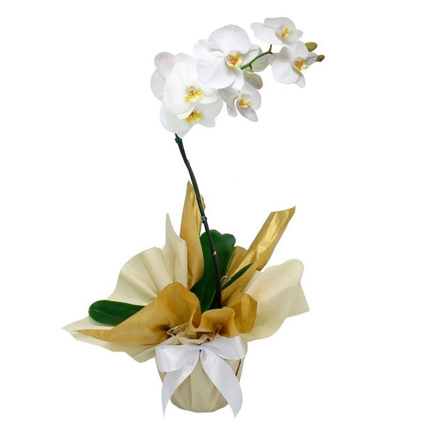 Phalaenopsis Orchid with White Flowers