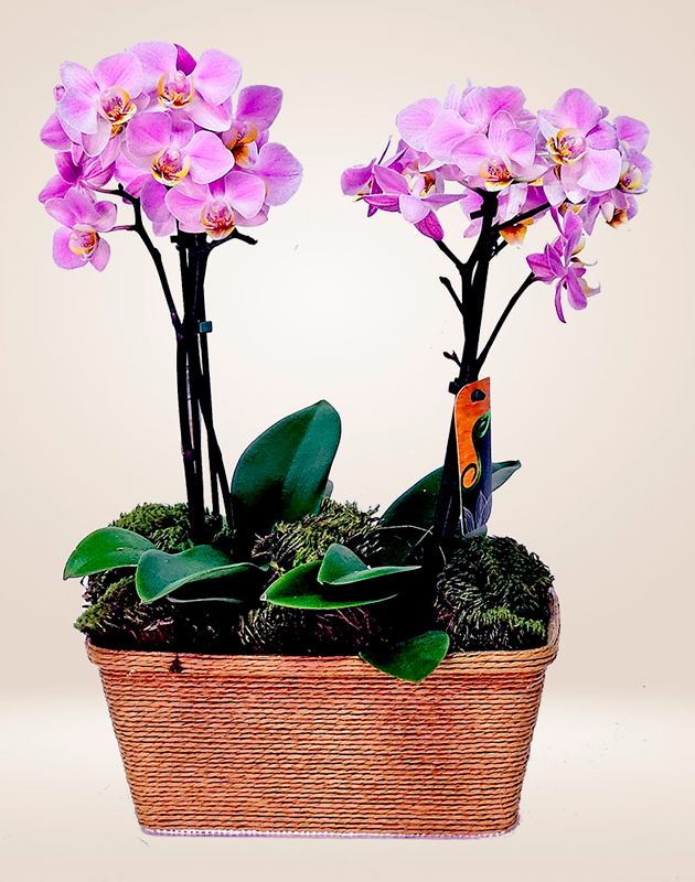 Double Delicata Orchid