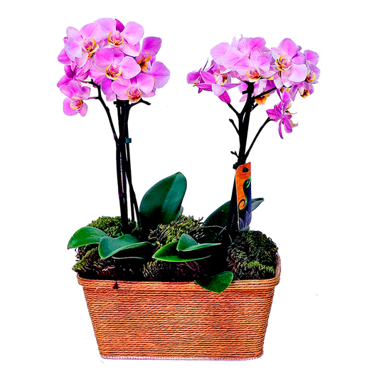 Double Delicata Orchid