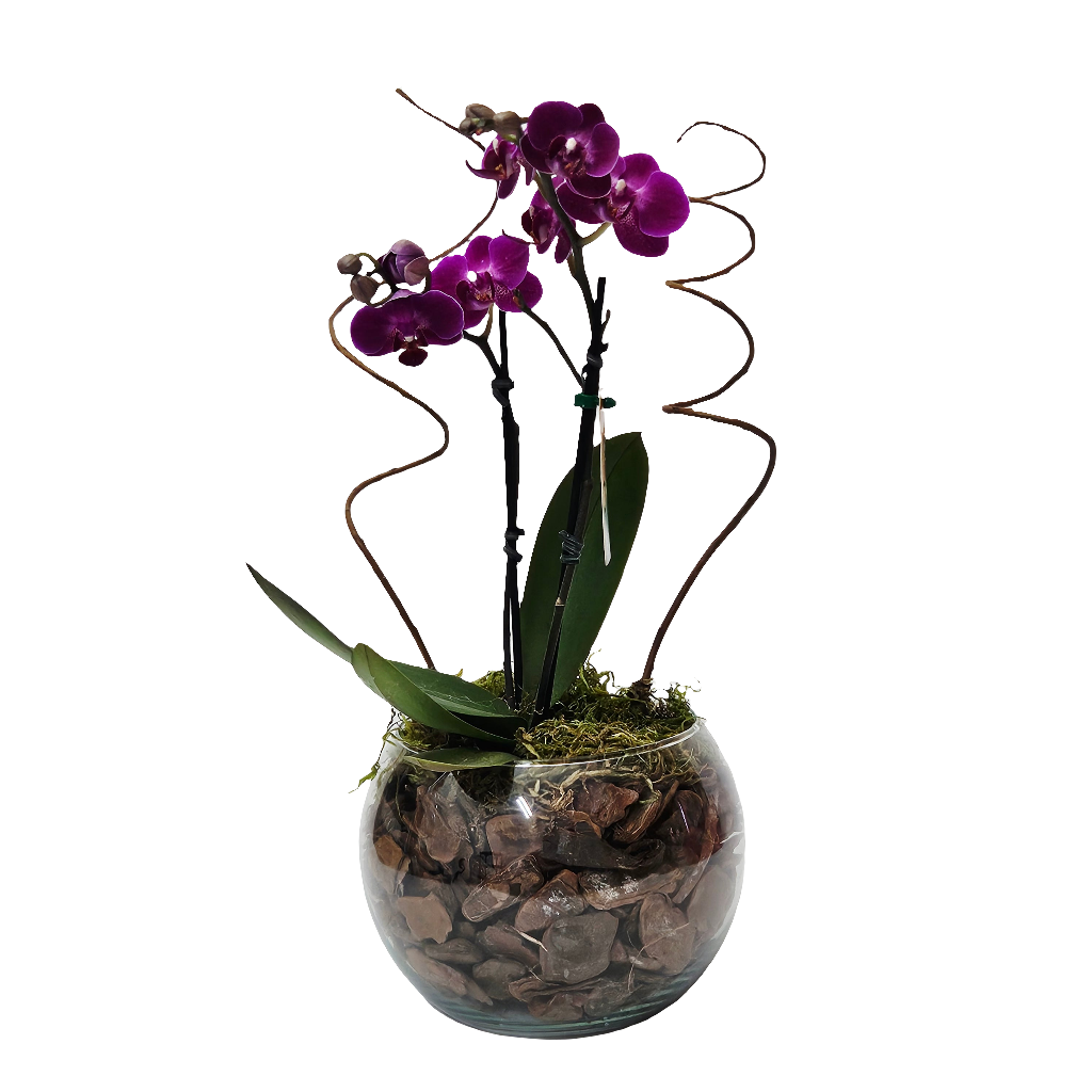 Orquídea Delicada Lilás em Aquário Decorativo