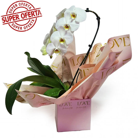 Love Orchid