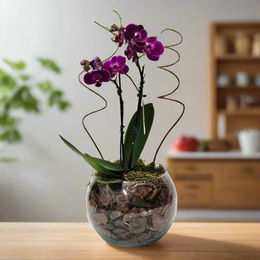 Orquídea Delicada Lilás em Aquário Decorativo