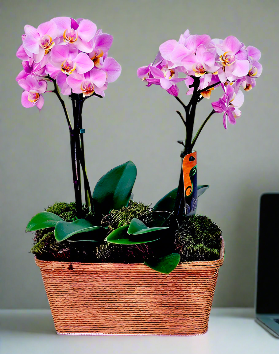 Double Delicata Orchid