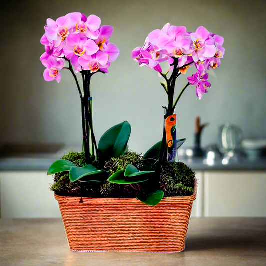 Double Delicata Orchid