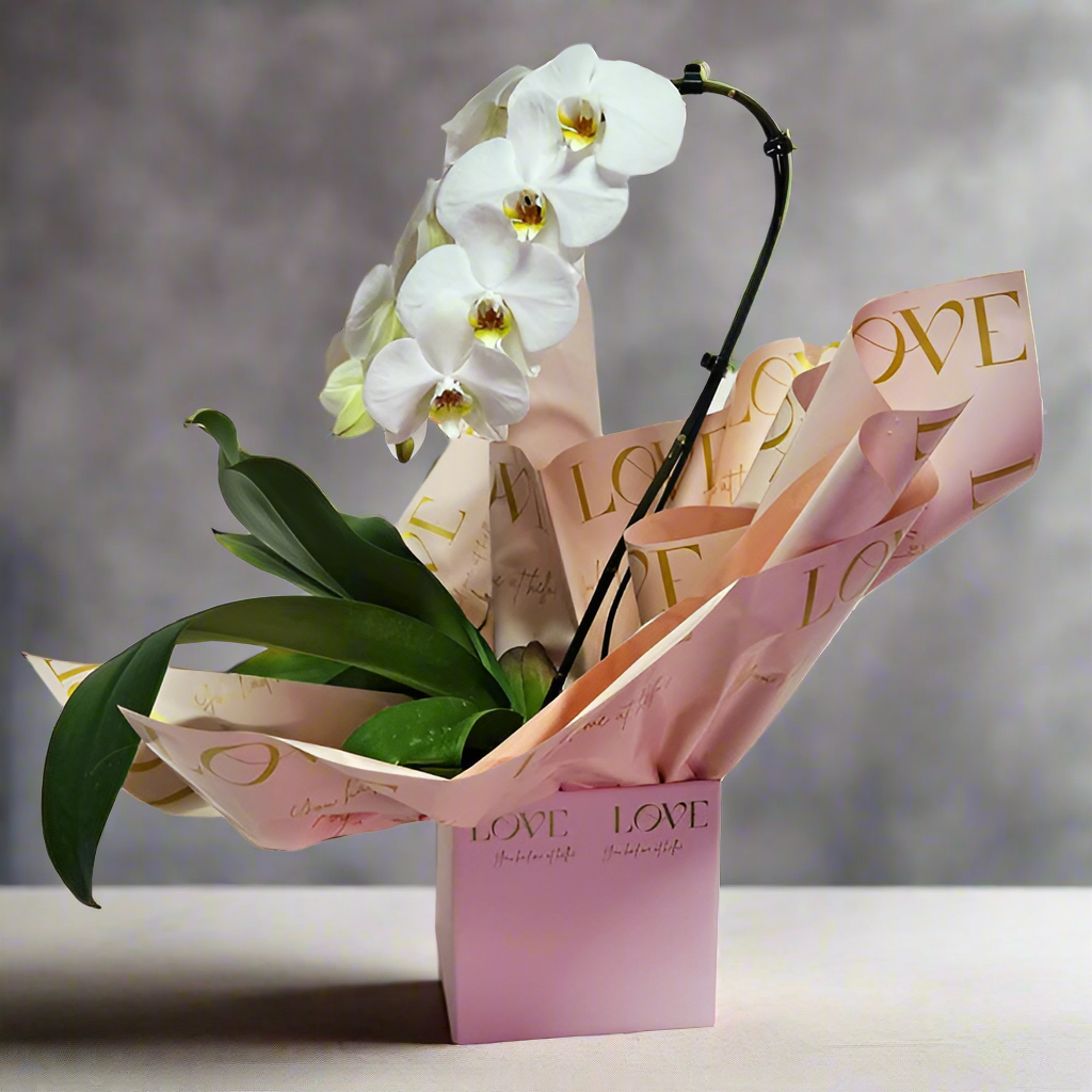 Love Orchid