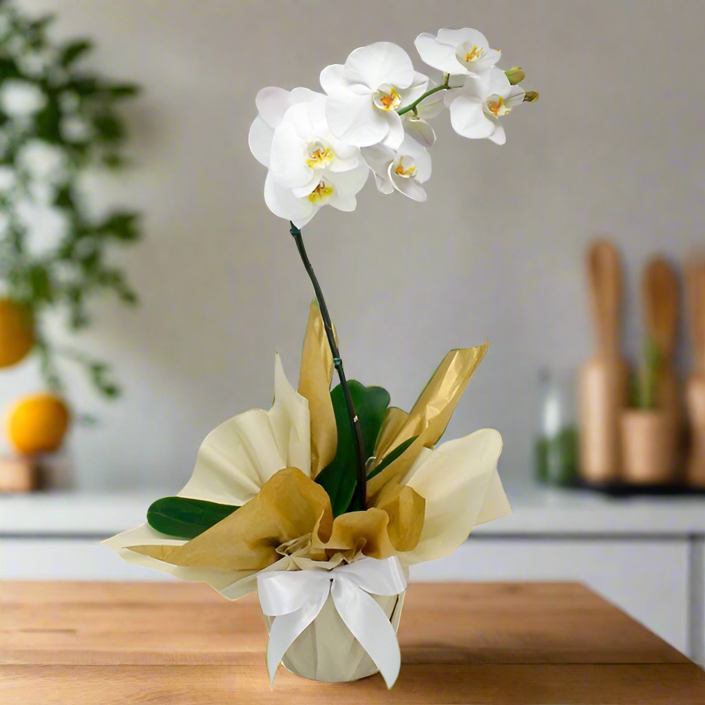 Phalaenopsis Orchid with White Flowers
